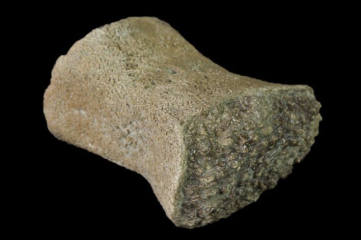 Fossil Pliosaur (Pliosaurus) Flipper Digit - England #136734